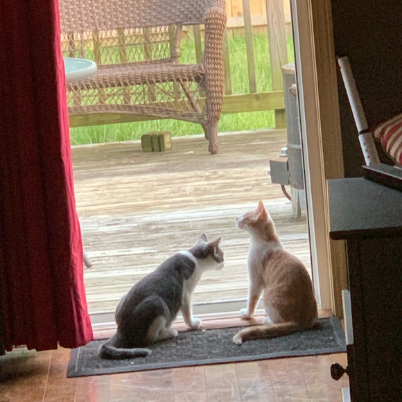 Abe - Picture 4 of 6